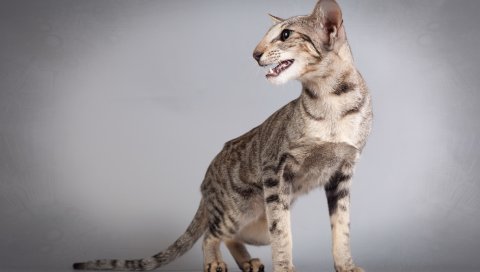 Восточный кот, кошка, серый