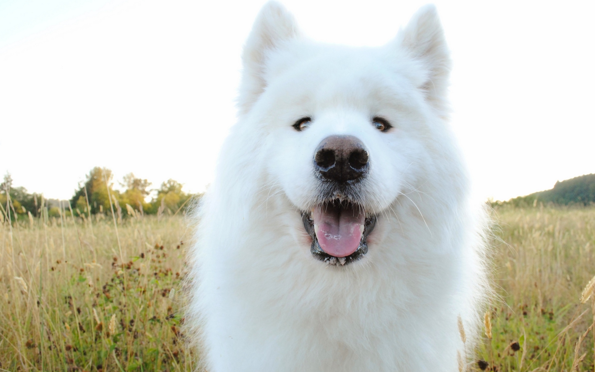 Картинки Samoyed, пастух, собака, морда, слюнотечение фото и обои на рабочий стол