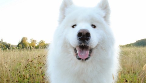 Samoyed, пастух, собака, морда, слюнотечение
