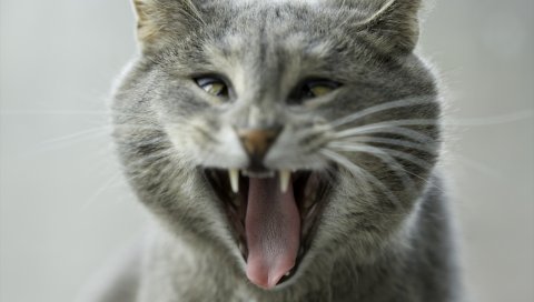 Кошка, агрессия, смешные