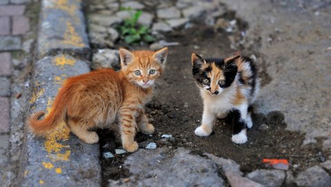 Котята, улица, пара, полосатый, пятнистый
