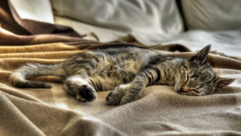 Кошка, спящая, полосатая, клетчатая