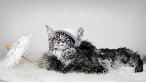 кот, пушистый, шляпа, зонт