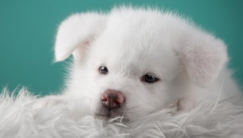 акит, щенок, собака, белый