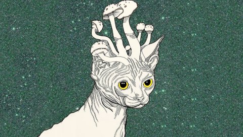 Триппер, кошка, грибы, искусство