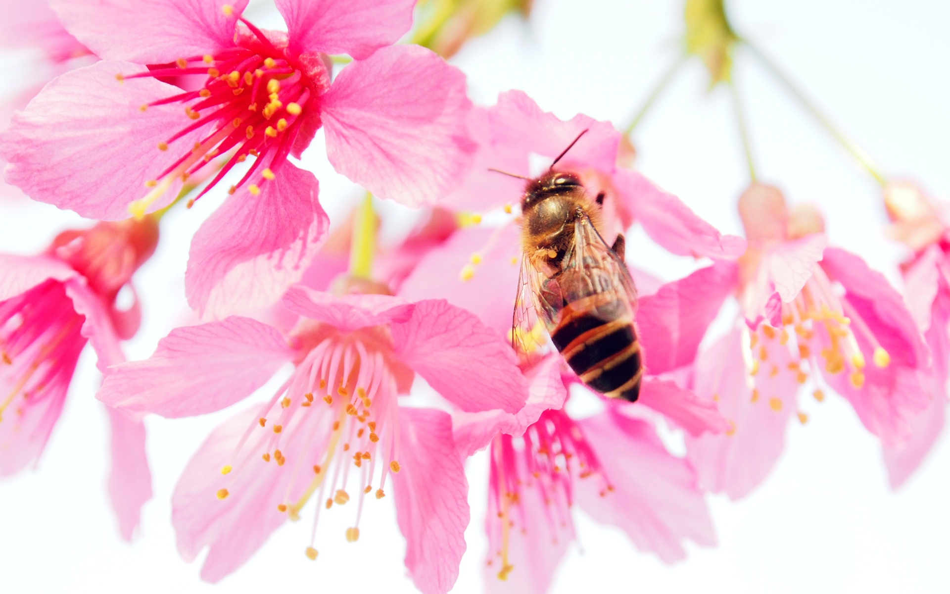 Картинки Пчела, цветок, пыльца, розовые, лепестки фото и обои на рабочий стол