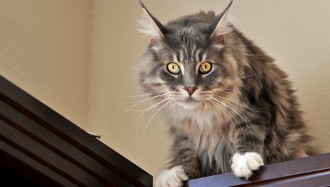 Кошка, пушистая, вид