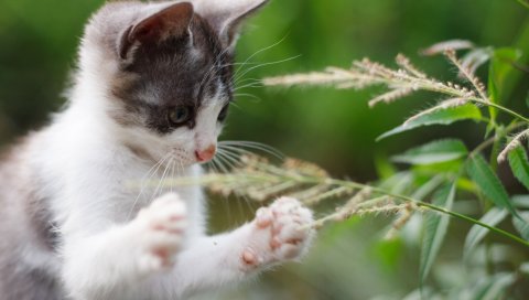 Котенок, лапы, смешной, трава