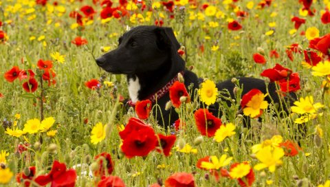Собака, трава, цветы, поле