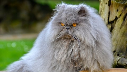 Персидский кот, кошка, пушистый, сердитый