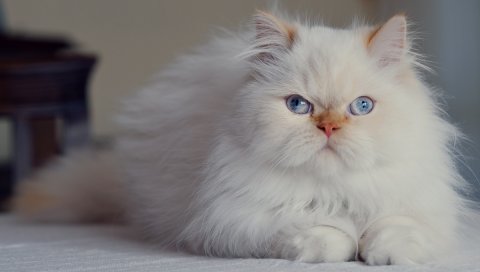 Кошка, пушистая, персидская, голубоглазая