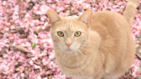 Кошка, красный, лепестки, размытие