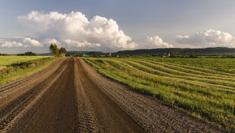 Дорога, поле, трава, небо, деревья