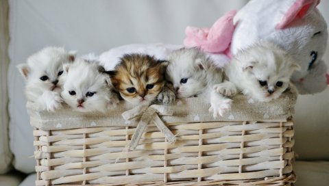 Котята, корзина, милый, игрушка