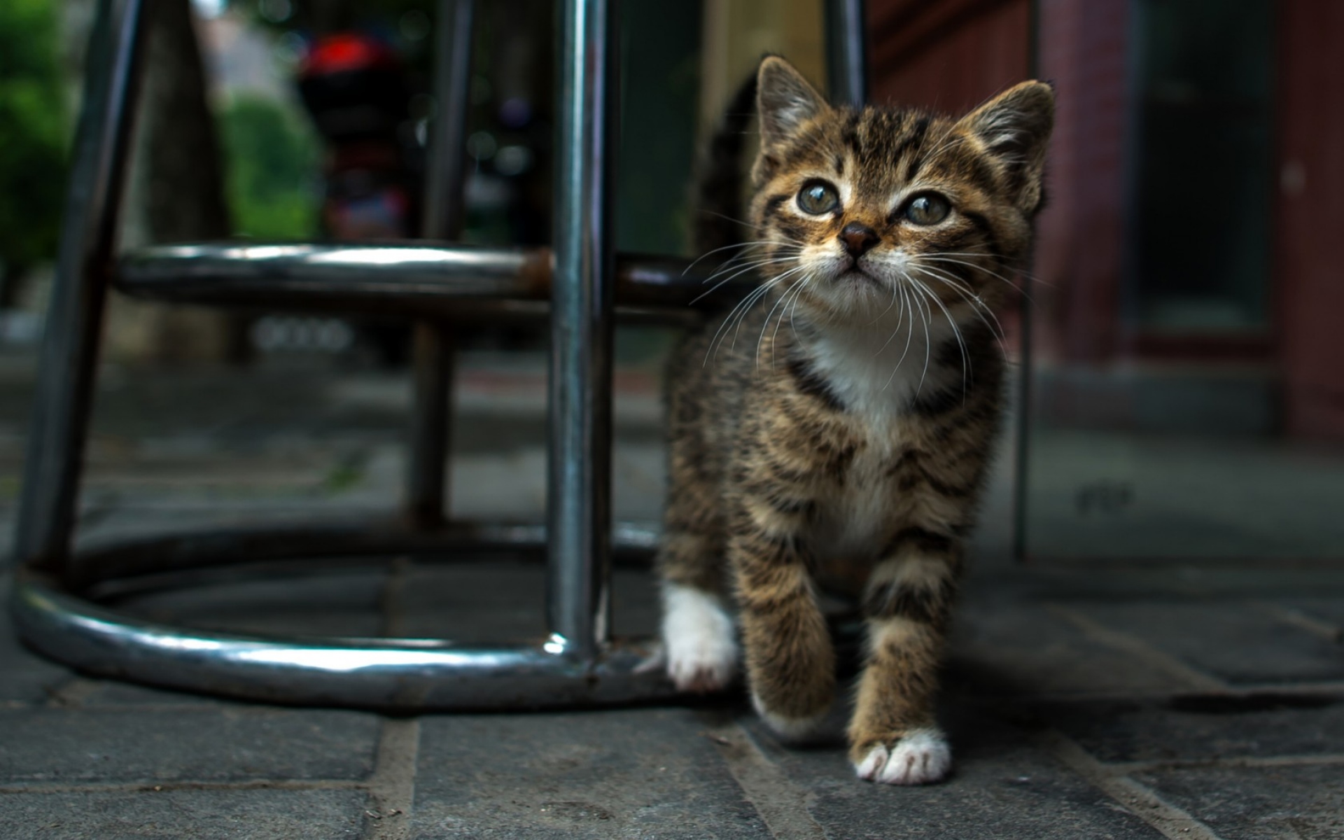 Картинки Котенок, стул, лицо, полосатый фото и обои на рабочий стол