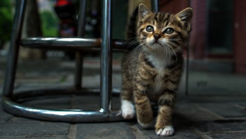 Котенок, стул, лицо, полосатый