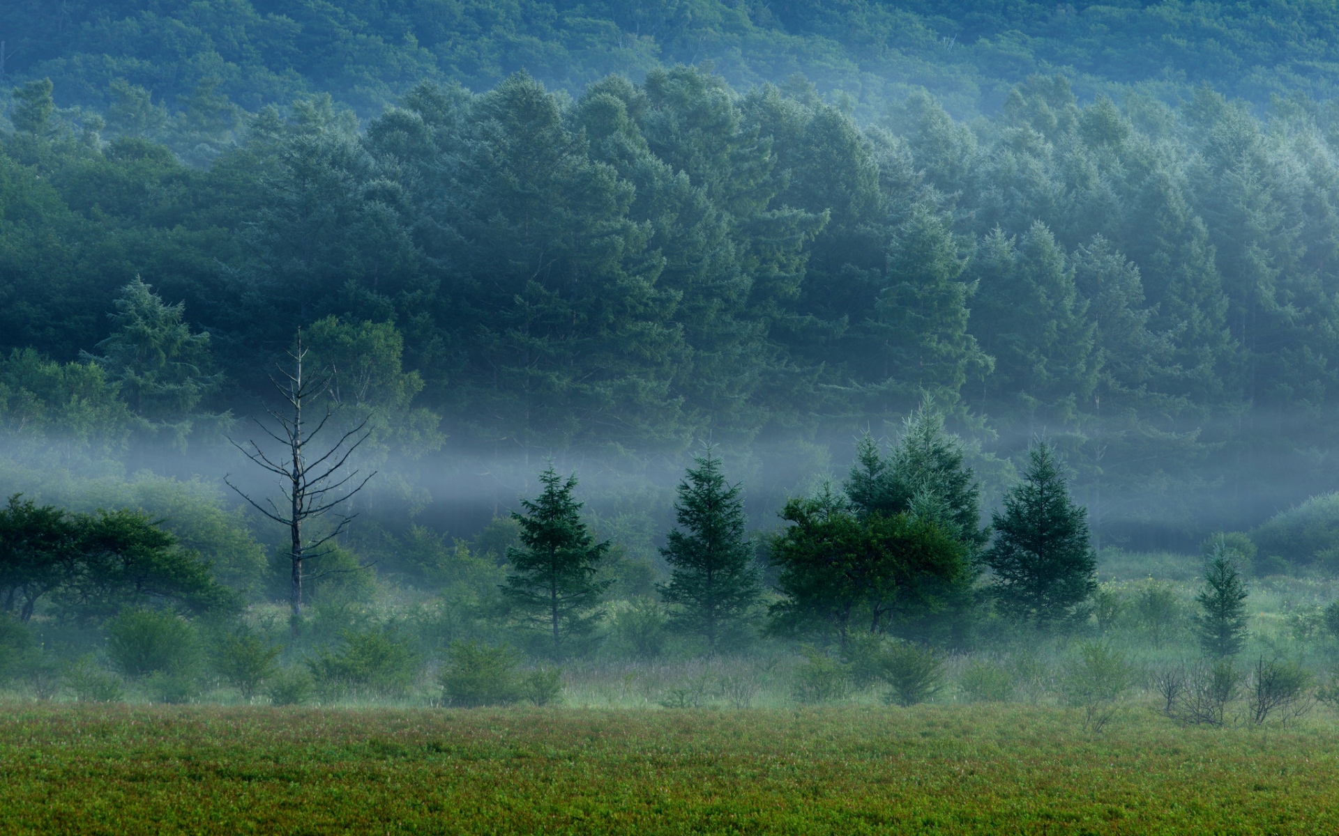 Картинки Лес, туман, деревья, трава фото и обои на рабочий стол