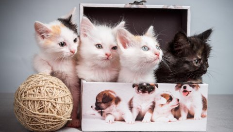 Котята, коробка, клубок