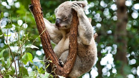 Коала, дерево, сидеть
