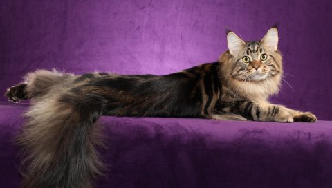 мейн кунов, кот, пушистый, хвост