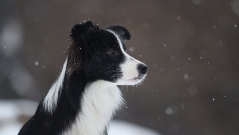 колли, собака, пятнистые, снег