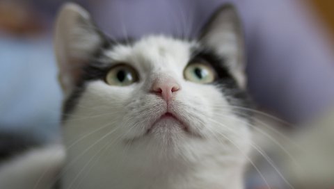 кот, морда, нос, усы, глаза