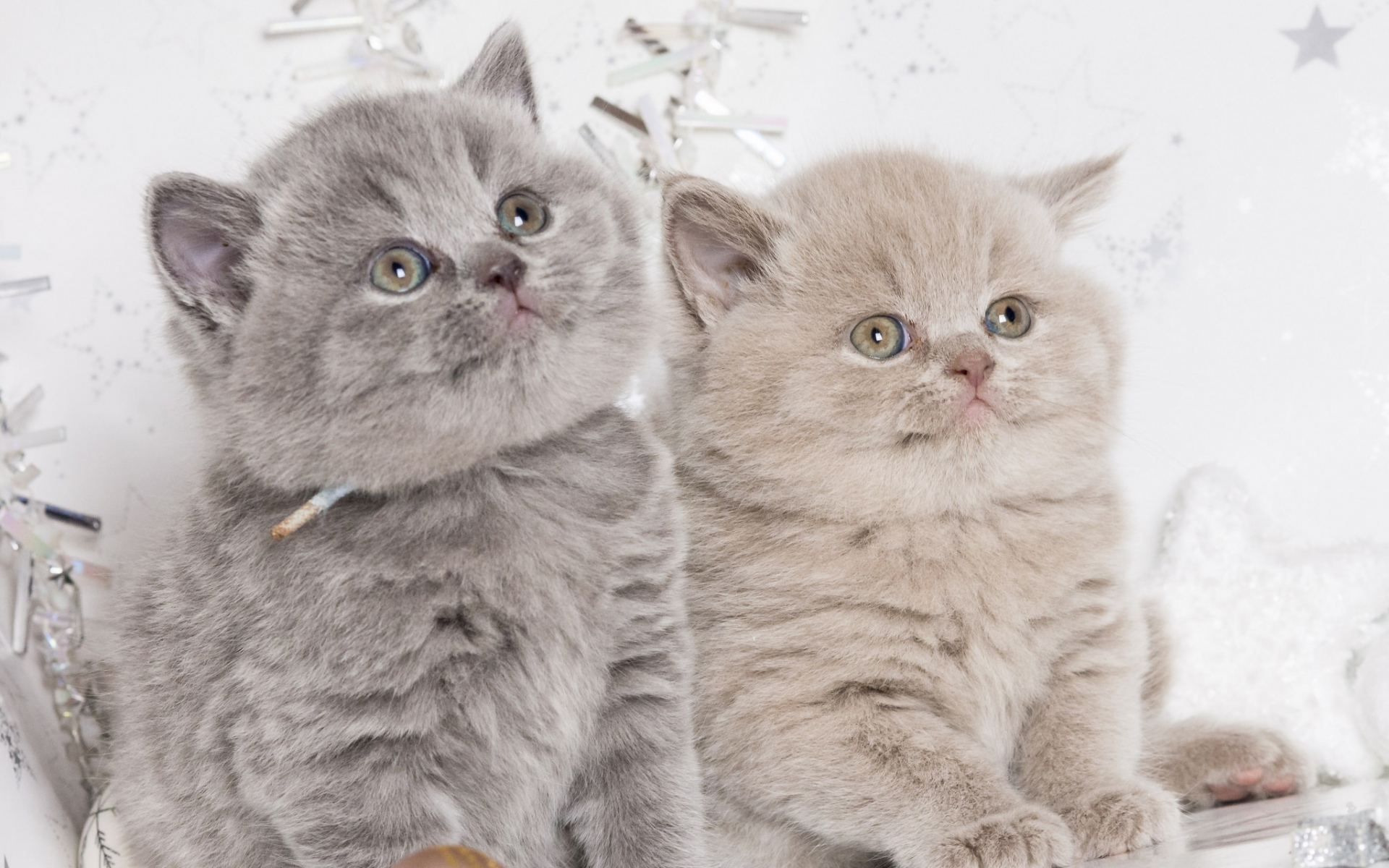 Картинки Котята, пара, британский, милый фото и обои на рабочий стол