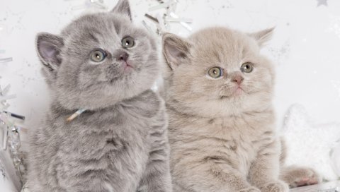 Котята, пара, британский, милый