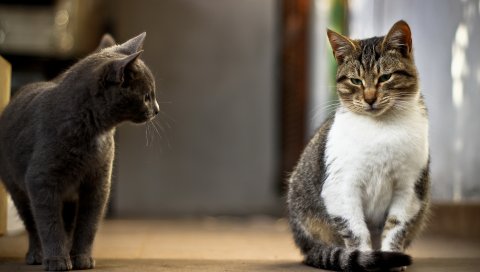 Кошки, пара, любопытство, довольные