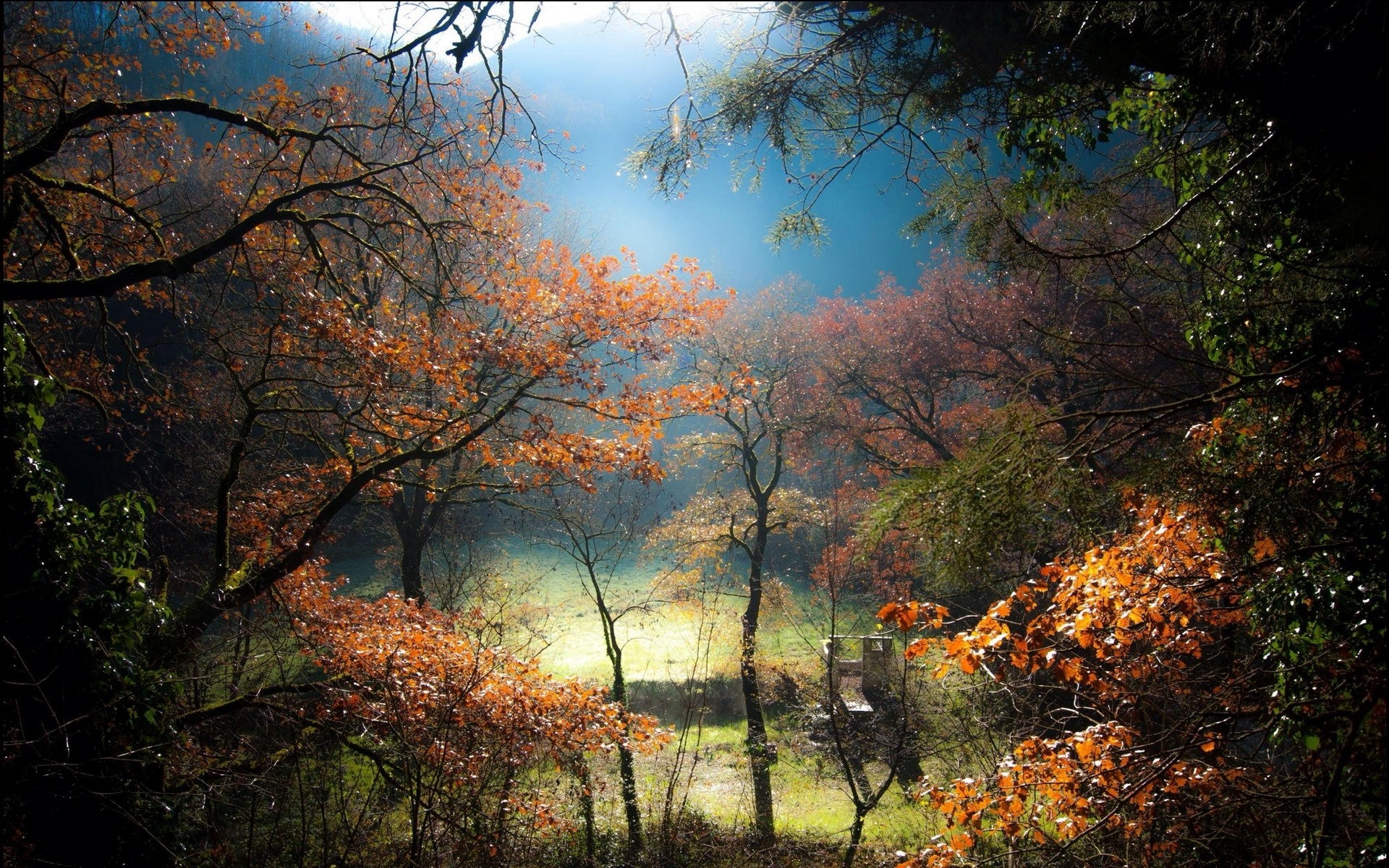 Картинки Деревья, туман, холм, лужайка, лес, восход солнца фото и обои на рабочий стол