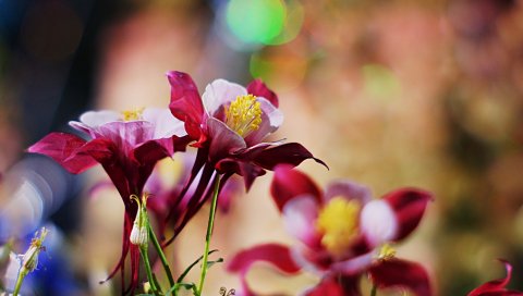 Aquilegia, цветы, лепестки, размытие, крупный план