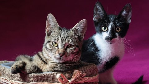 Кошки, пара, вниз, котенок