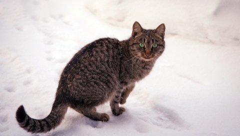 Кот, полосатый, снег, вид