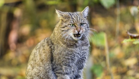 Лесной кот, кошка, агрессия, сидение
