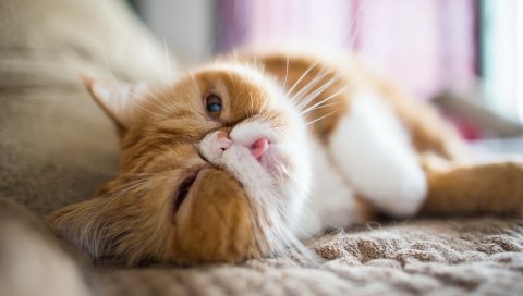 Персидская кошка, кошка, морда, язык
