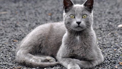 Кошка, ложь, взгляд, серый