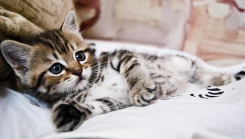 Котенок, лежа, полосатый, маленький, милый
