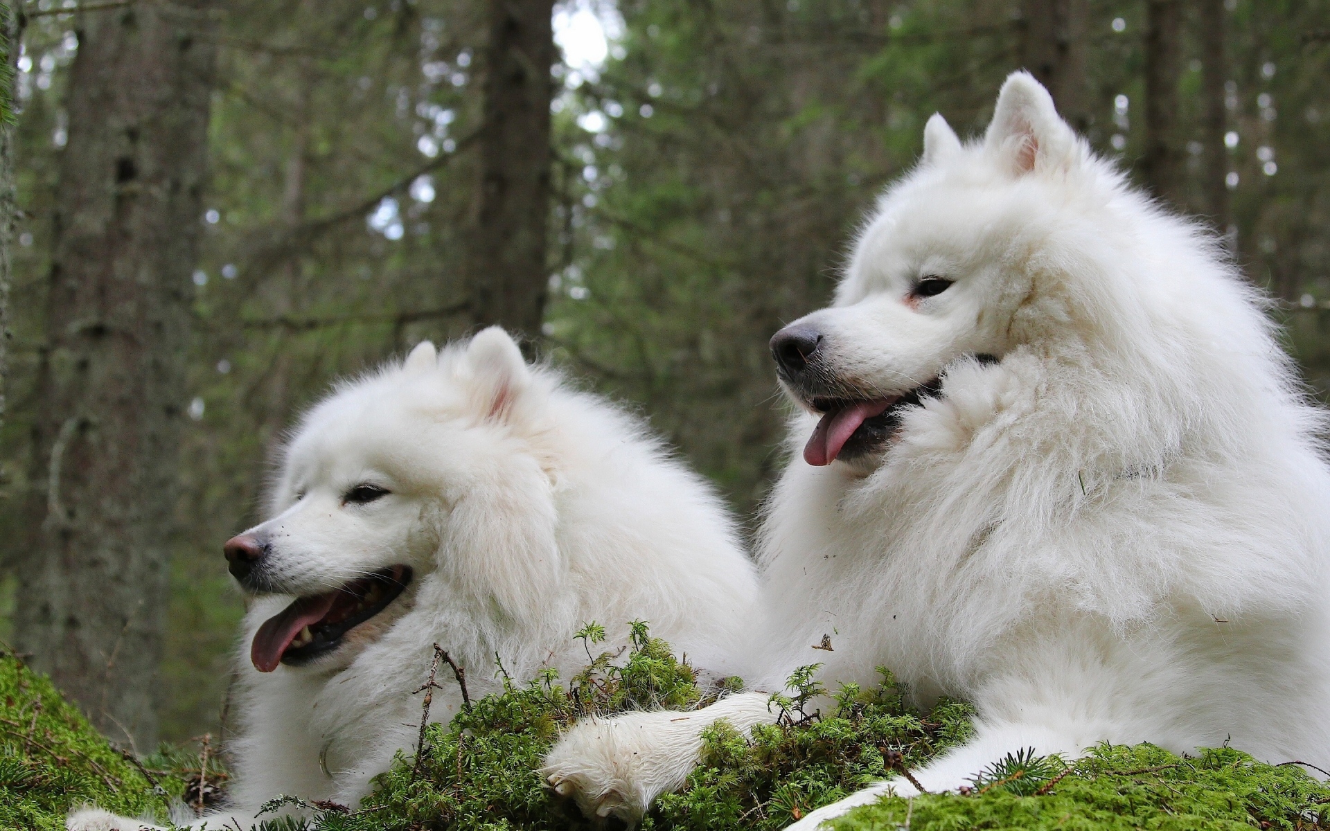Картинки Собственная собака, samoyed, собаки, пара, laika фото и обои на рабочий стол