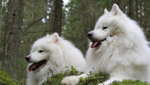 Собственная собака, samoyed, собаки, пара, laika