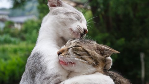 Кошки, обниматься, пара, лицо, смешно, круто