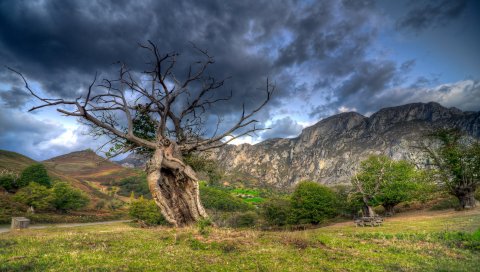 поле, трава, деревья, горы, скалы, небо, HDR
