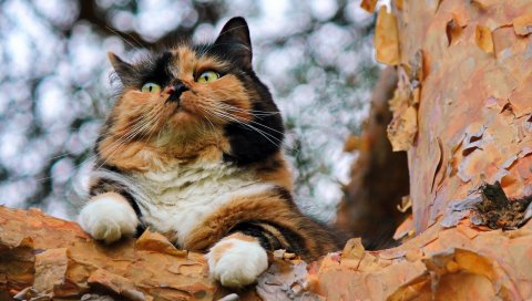 кота, дерево, кора , пятнистая