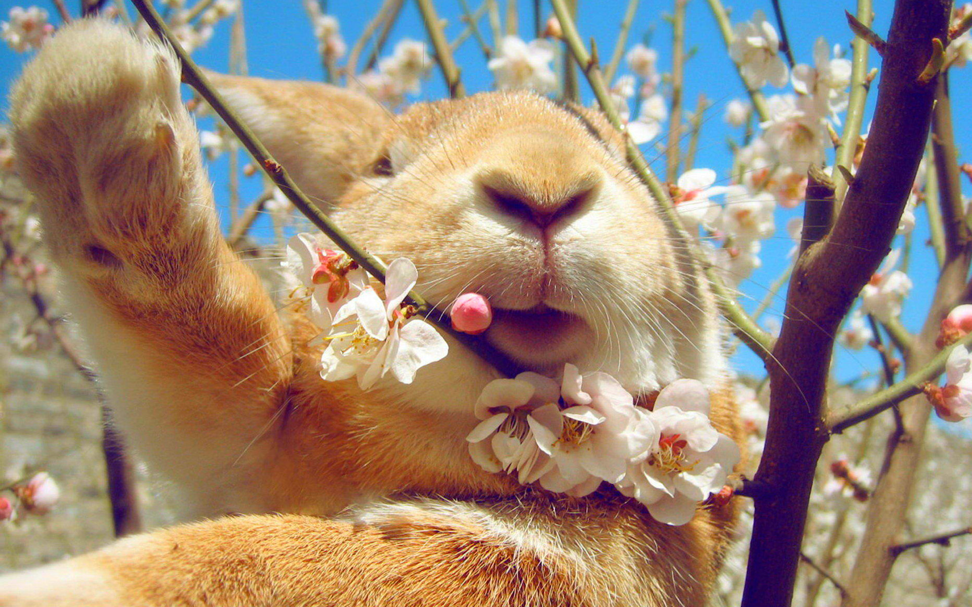 Картинки кролик,лицо, цветы, весна фото и обои на рабочий стол