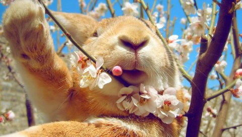 кролик,лицо, цветы, весна