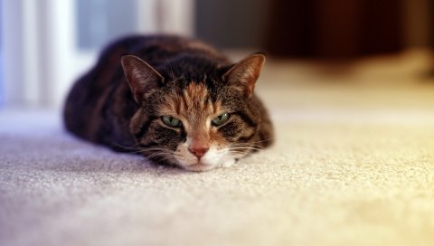 кот, лежа, сонным, лицо