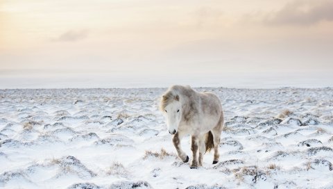 лошадь, снег, зима