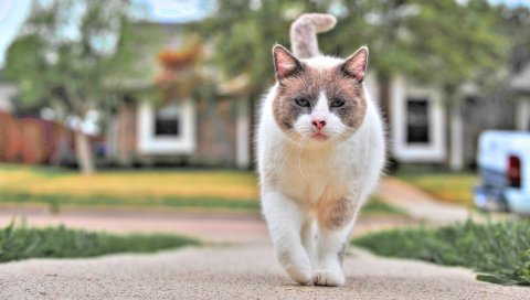 кошка, улица, ходить, заметили
