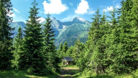 горы, лес, дерева, трава, лето