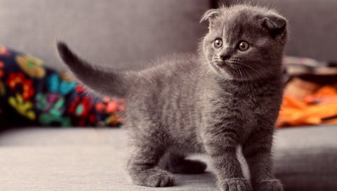котенок,британцу, серый, кошка