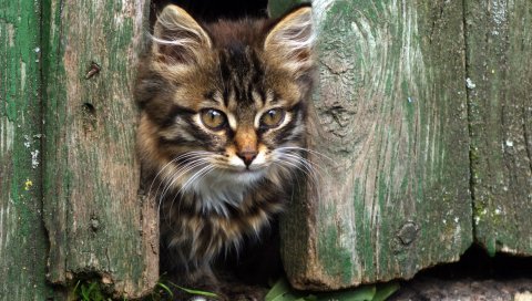 котенок, лицо, пушистый, взгляд, забор
